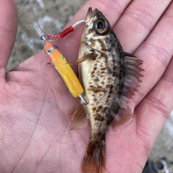 堤防でライトなショアジギングにRIDE ON!