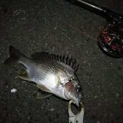 (2020/12/01 南港ヘチ釣り キビレチヌ 35㎝ ガシラ 釣果有り)