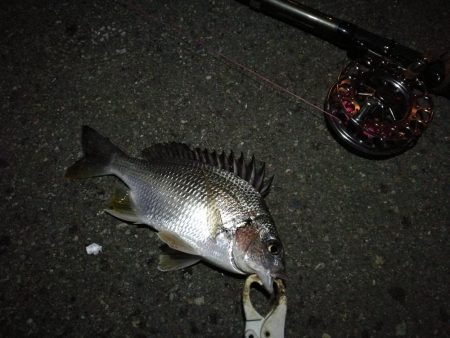 (2020/12/01 南港ヘチ釣り キビレチヌ 35㎝ ガシラ 釣果有り)