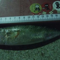 釣りデビュー　11日目