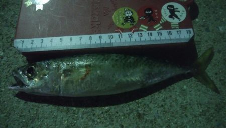 釣りデビュー　11日目