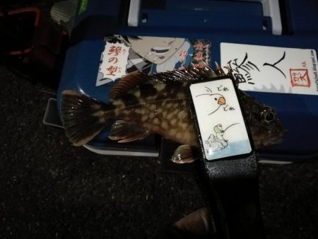 （2020/12/02 南港アジング　 良型アジ来た！アジング釣果 中アジ～（28.5㎝～）ガシラ 釣果有り）