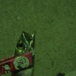 釣りデビュー　13日目