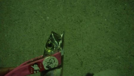 釣りデビュー　13日目