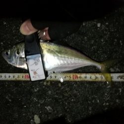 (2020/12/04 南港アジング アジング釣果で 中アジ~(25㎝~)サバ 釣果有り)
