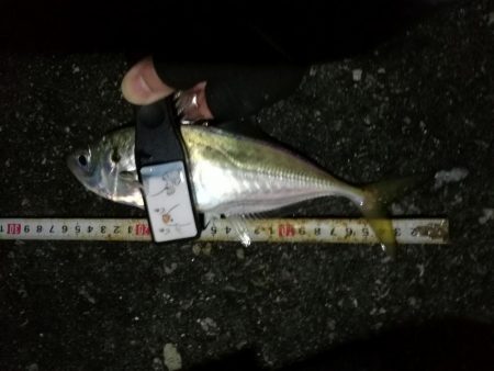 (2020/12/04 南港アジング アジング釣果で 中アジ~(25㎝~)サバ 釣果有り)