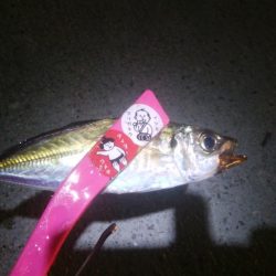 釣りデビュー 14日目