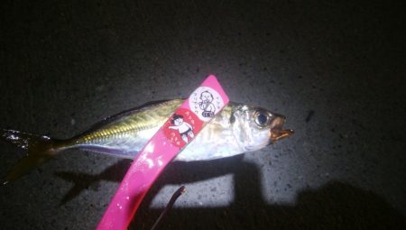 釣りデビュー 14日目