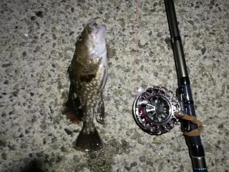 （2020/12/05 南港ヘチ釣り　 キビレチヌ41㎝ ガシラ25㎝ タケノコ 釣果有り）