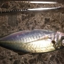 肉厚ヒラメと、でぶアジ。らっきぃ