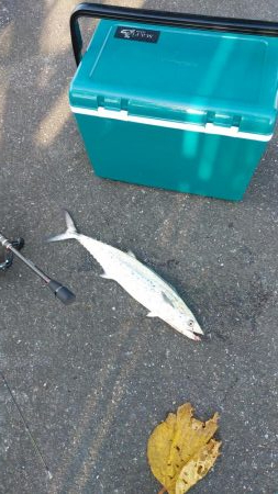 舞鶴～宮津ランガン