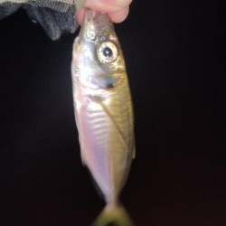 洲本アジメバリング