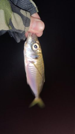 洲本アジメバリング