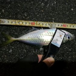 （2020/12/07 南港アジング　 アジング釣果 中アジ25㎝～ サバ 釣果有り）