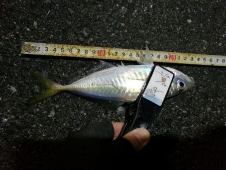 （2020/12/07 南港アジング　 アジング釣果 中アジ25㎝～ サバ 釣果有り）
