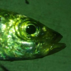 釣りデビュー 16日目