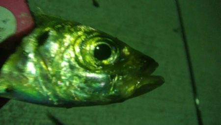 釣りデビュー 16日目