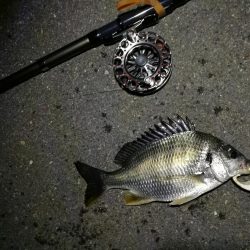 (2020/12/08 風の強い日の南港ヘチ釣り キビレチヌ40㎝ ガシラ 釣果有り)