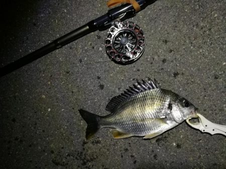 (2020/12/08 風の強い日の南港ヘチ釣り キビレチヌ40㎝ ガシラ 釣果有り)