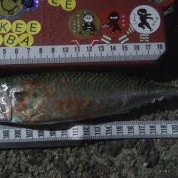 釣りデビュー　17日目