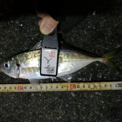 (2020/12/09 南港アジング 好釣果!アジング釣果 中アジ~(27㎝~) 釣果有り)