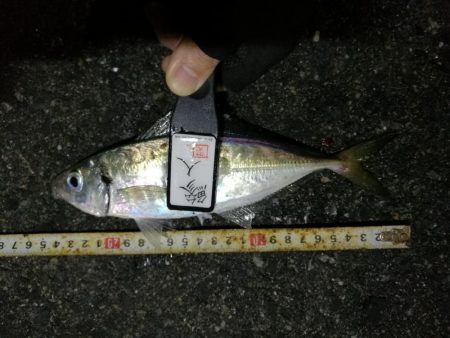 (2020/12/09 南港アジング 好釣果!アジング釣果 中アジ~(27㎝~) 釣果有り)