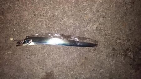 タチウオくん、まだ居たのね。ありがとう