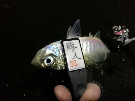 （2020/12/10 南港アジング　 絶好釣果！アジング釣果 中アジ～（28㎝～） 釣果有り）