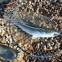 フカセ‥最高ですネ・・