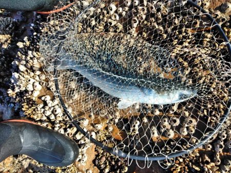 フカセ‥最高ですネ・・