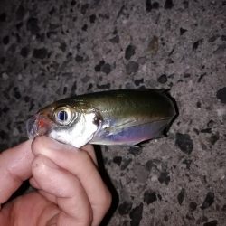 ジグ単アジング