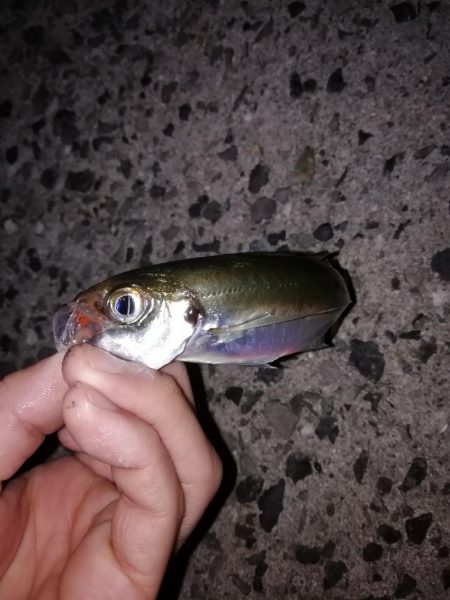 ジグ単アジング