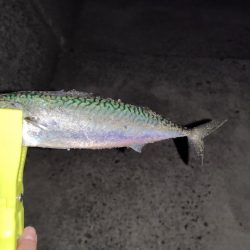 アジメバサバング