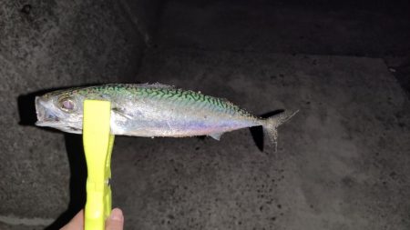 アジメバサバング