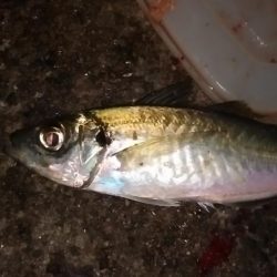 サビキで尺アジを狙う。平日の釣りはたのし