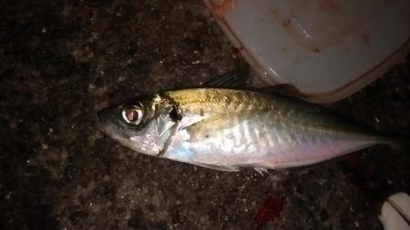サビキで尺アジを狙う。平日の釣りはたのし