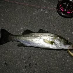 （2020/12/12 南港ヘチ釣りで五目釣り　 キビレチヌ ガシラ シーバス 黒メバル 中アジ 釣果有り）