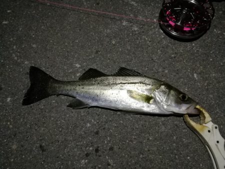 （2020/12/12 南港ヘチ釣りで五目釣り　 キビレチヌ ガシラ シーバス 黒メバル 中アジ 釣果有り）