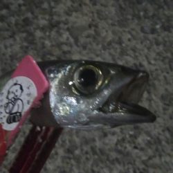 釣りデビュー 21日目