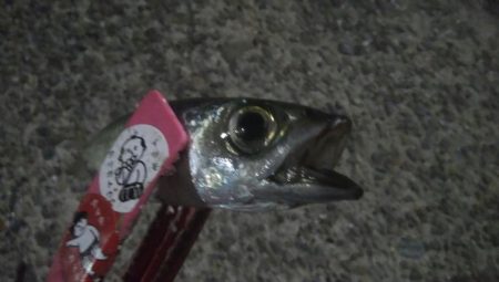 釣りデビュー 21日目