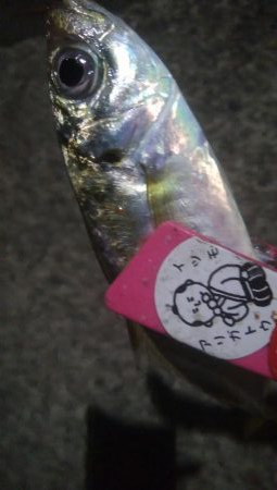 釣りデビュー　22日目