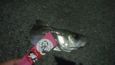 釣りデビュー 23日目