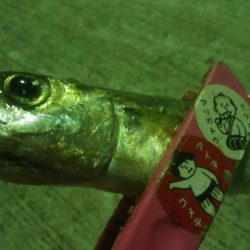 釣りデビュー　24日目