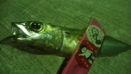 釣りデビュー　24日目