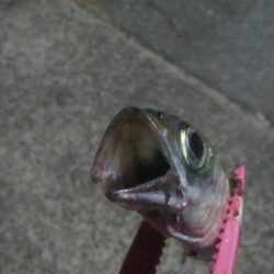 釣りデビュー 26日目