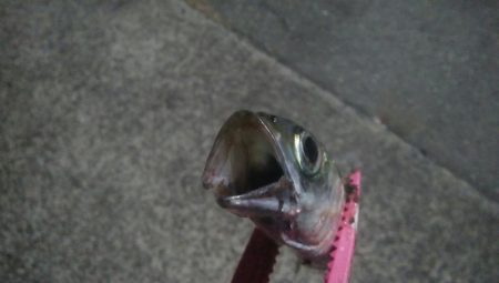 釣りデビュー 26日目