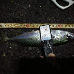 （2020/12/18 南港アジング　 強風アジング釣果 中アジ～（26㎝～）サバ 釣果有り）