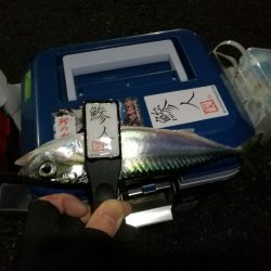 （2020/12/19 南港アジング　 強風アジング釣果 中アジ～（26.5㎝～）サバ 釣果有り）