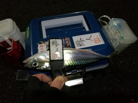 （2020/12/19 南港アジング　 強風アジング釣果 中アジ～（26.5㎝～）サバ 釣果有り）