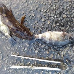 祭りの気配なし